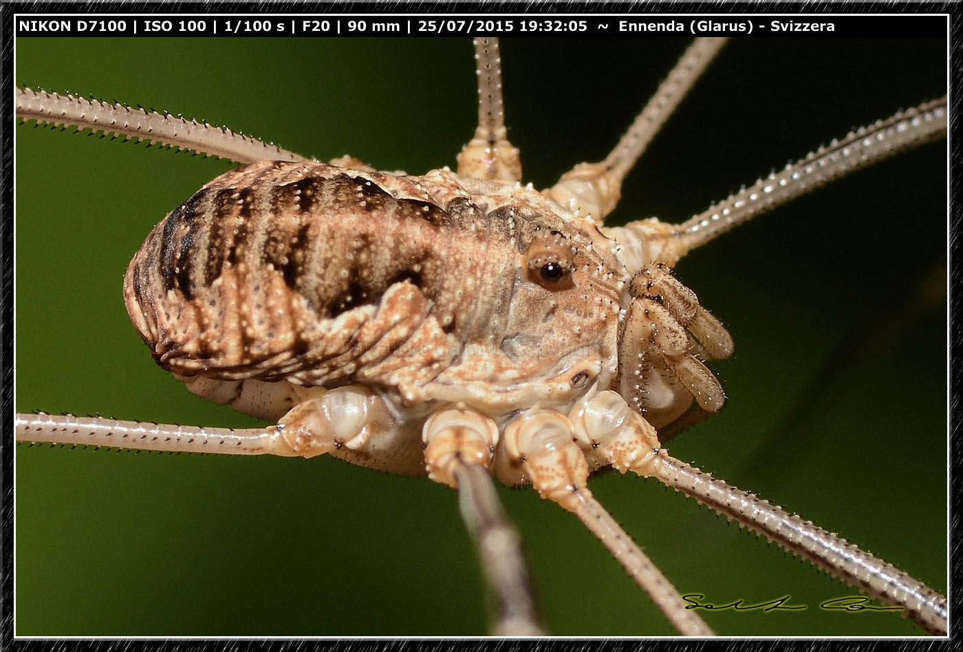 Phalangium sp. -  Ennenda (Svizzera)